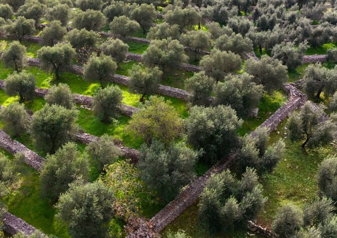 Olivicoltura che cambia: tra tradizione e innovazione per affrontare i nuovi scenari climatici